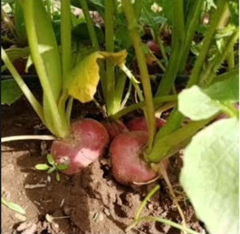 Root vegetables